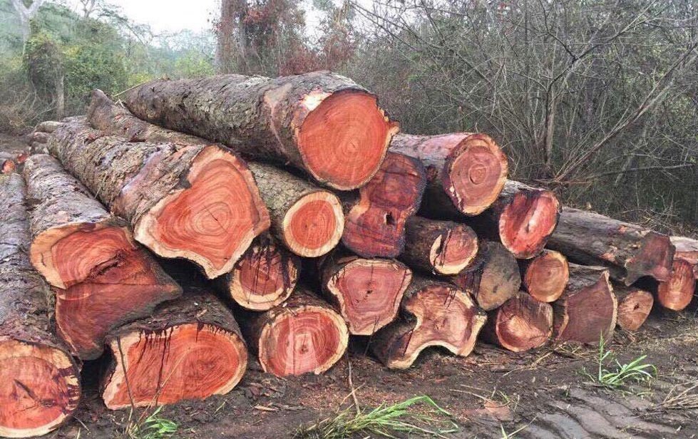 Quá trình sản xuất gỗ hương