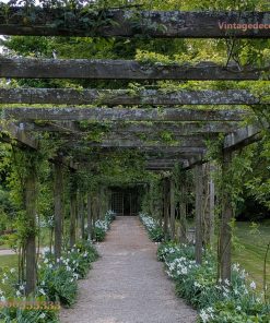 Giàn Hoa Pergola P26 - Lối Đi Dài Phủ Dây Leo, Gỗ Thông